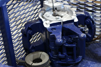 Bear-Gallery-Large_Image_019